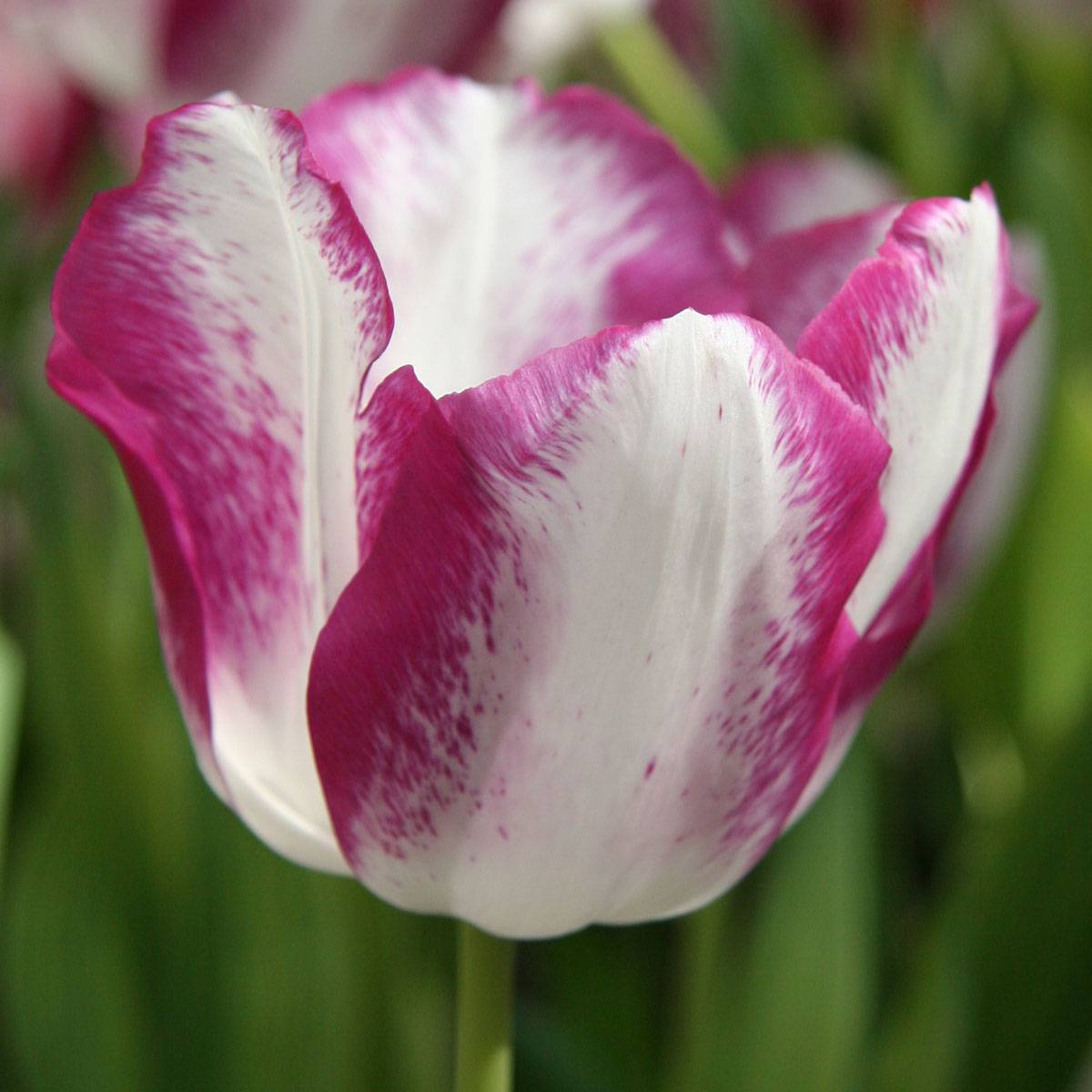 Promesse de Fleurs - Tulipe Triomphe Affaire Bulbe calibre 12+ (par 6)