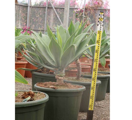 0 - Agave attenuata (exemplaire) 80/100cm 70L Pot de 70L - 90/100cm - Image 2