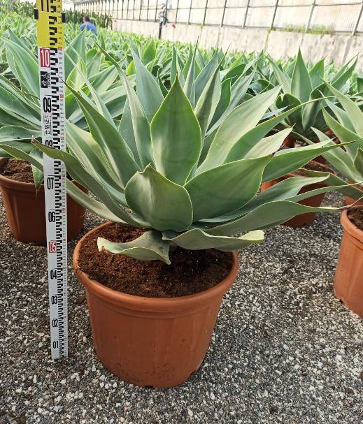 0 - Agave attenuata (exemplaire) 80/100cm 70L Pot de 70L - 90/100cm - Image 1