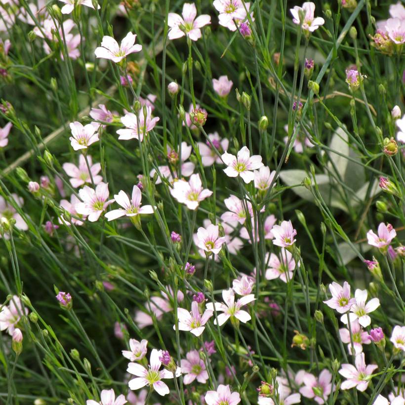 Graines d'oeillet des rochers - Petrorhagia saxifraga le sachet de 200 graines environ (0,4g)