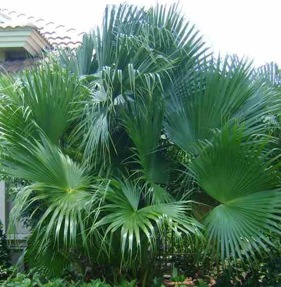 0 - Livistona chinensis (palmier éventail chinois)  Périmètre de tronc 50/60cm - 170/220cm