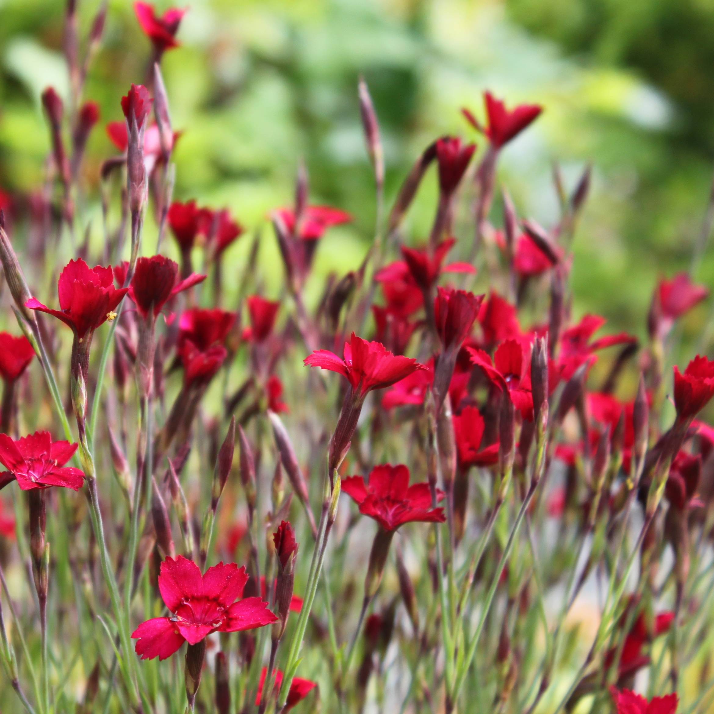 Promesse de Fleurs - Dianthus deltoides Flashing Light - Oeillet des landes Godet de 8/9 cm