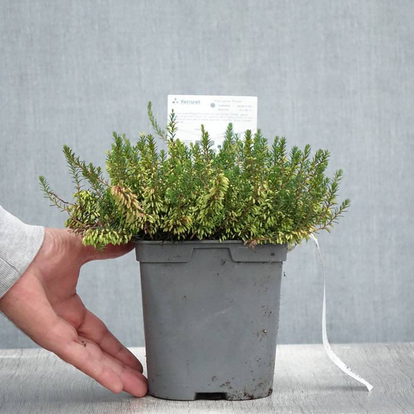 Bruyère des neiges - Erica carnea Rosalie Pot de 2L/3L - Image 2