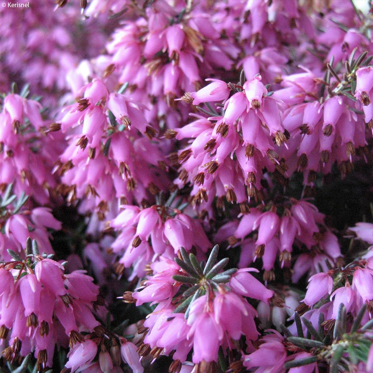 Bruyère des neiges - Erica carnea Rosalie Pot de 2L/3L - Image 1