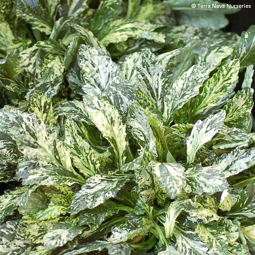 Promesse de Fleurs - Bugle rampante - Ajuga reptans Sparkler Godet de 8/9 cm