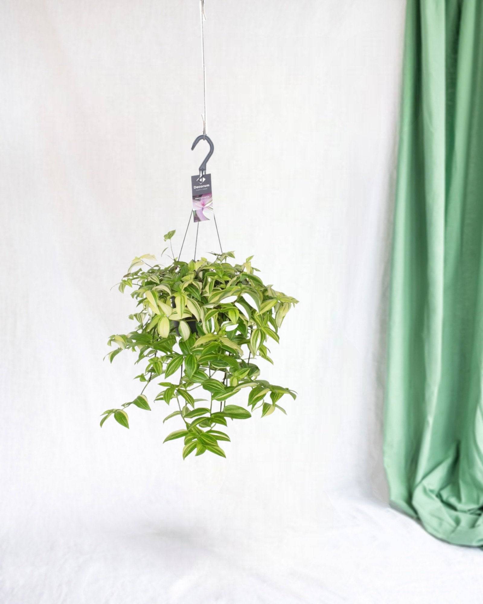 Misère Tradescantia Yellow Hill 40cm - Plante d'intérieur- La Green Touch - Image 2
