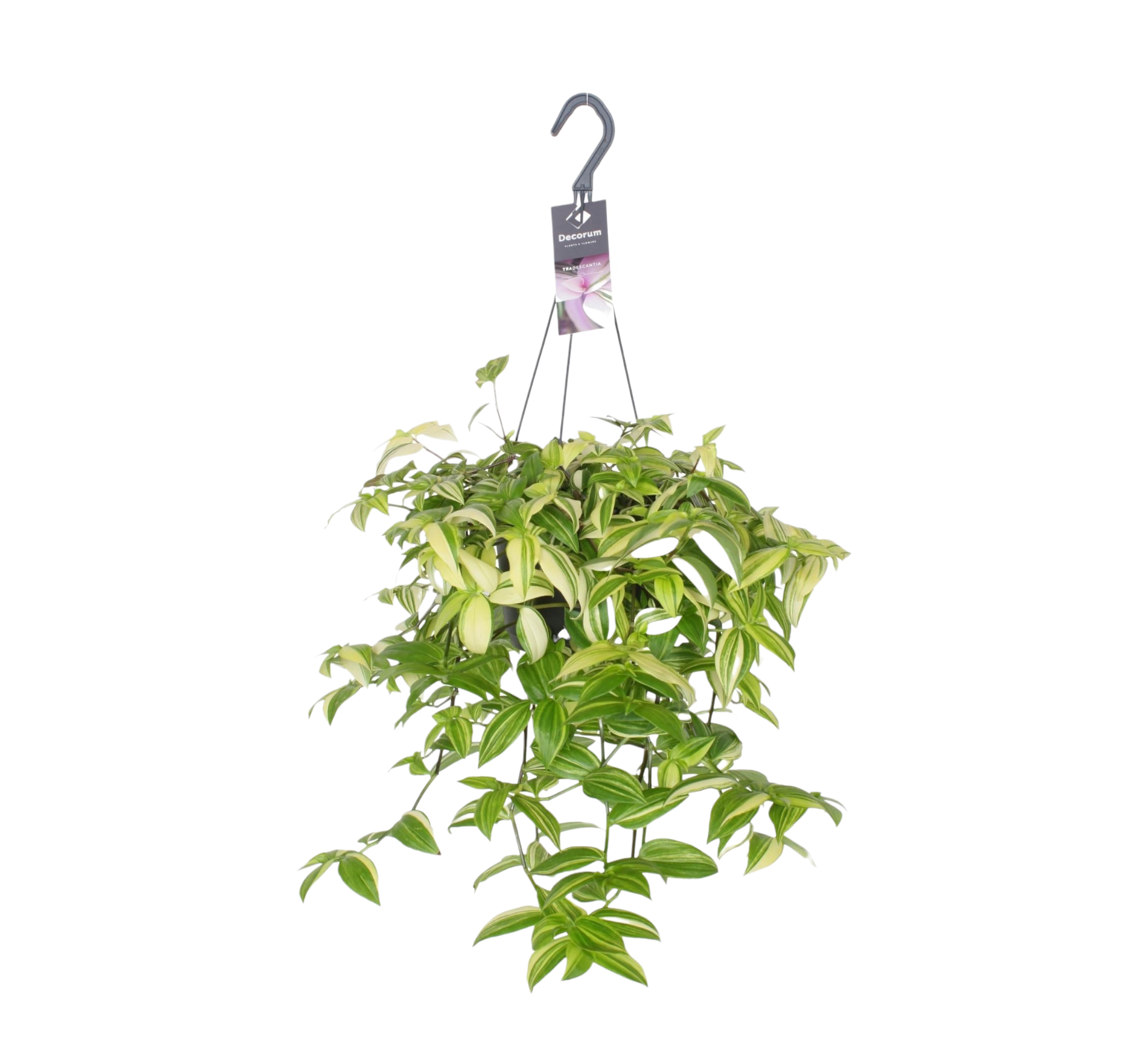 Misère Tradescantia Yellow Hill 40cm - Plante d'intérieur- La Green Touch - Image 1