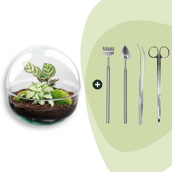 Terrarium à composer boule en verre recyclé - Ø20-H20cm - avec kit 4 outils - Fittonia Calathea - Terrarium DIY - Image 1
