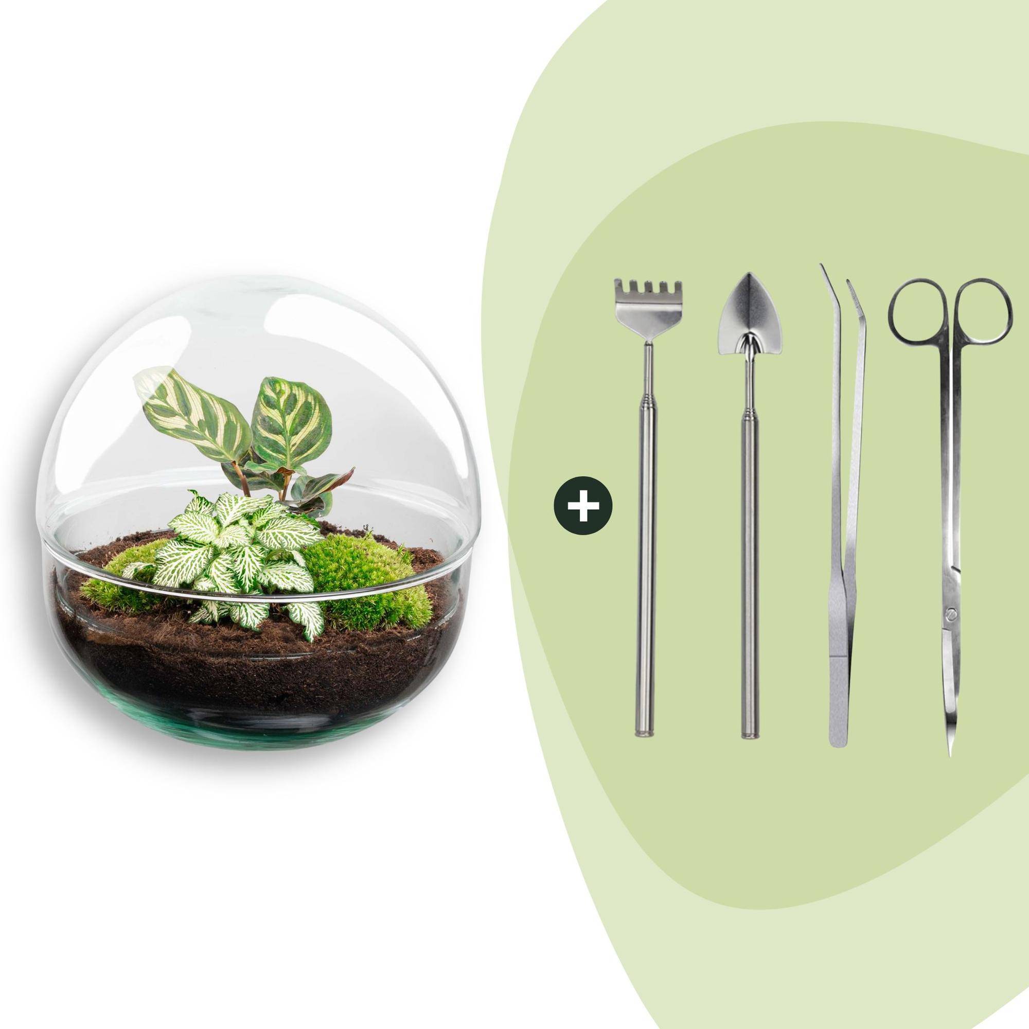 Terrarium à composer boule en verre recyclé - Ø20-H20cm - avec kit 4 outils - Fittonia Calathea - Terrarium DIY - Image 1
