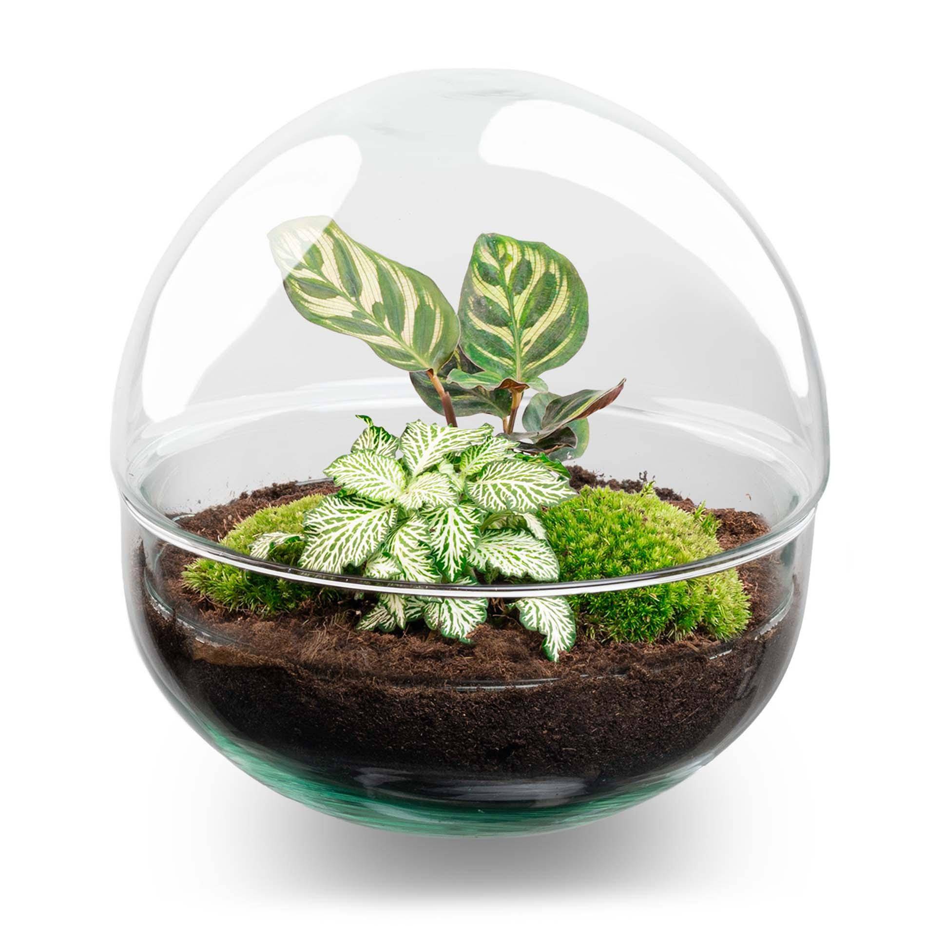 Terrarium à composer boule en verre recyclé - Ø20-H20cm - avec kit 4 outils - Fittonia Calathea - Terrarium DIY - Image 2