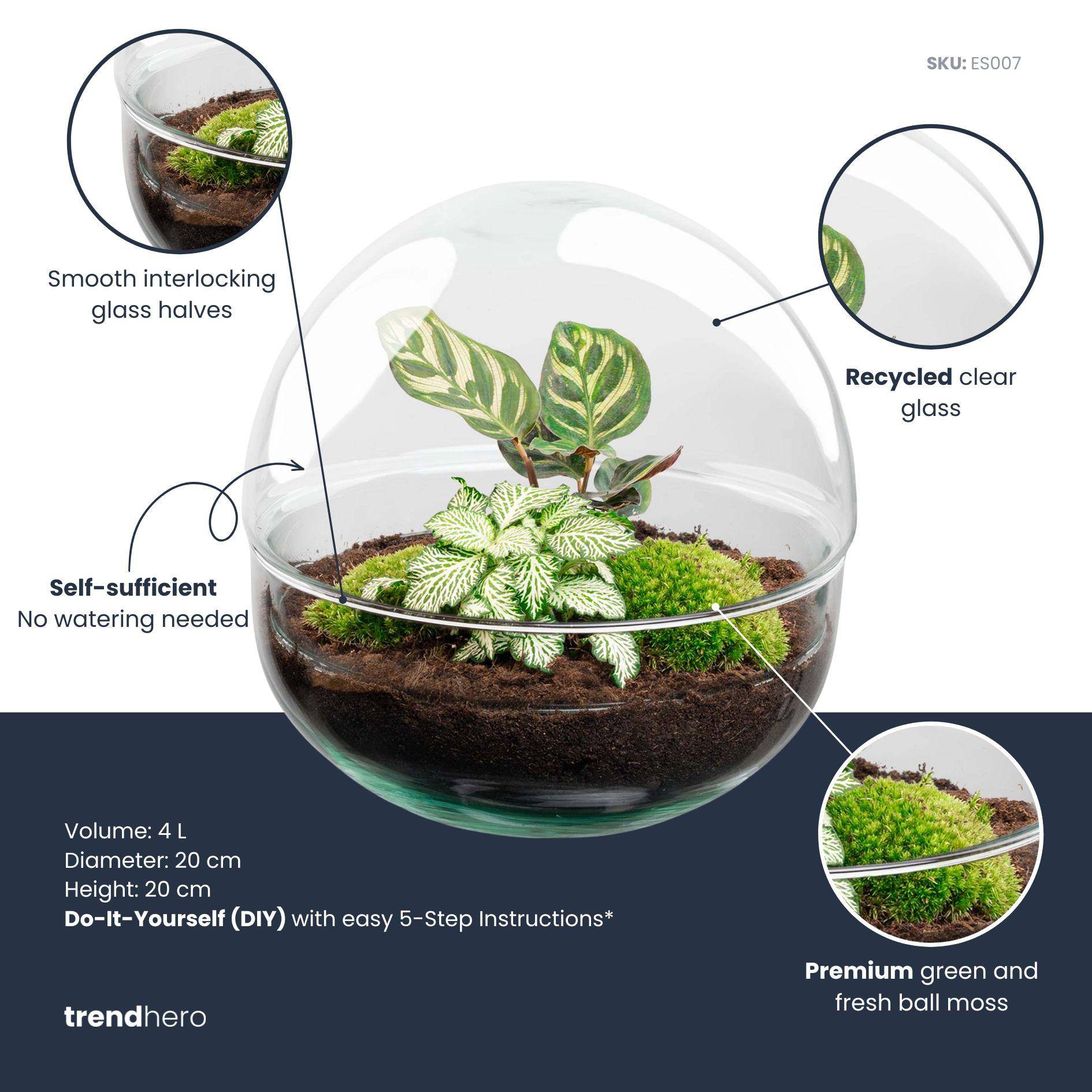Terrarium à composer boule en verre recyclé - Ø20-H20cm - avec kit 4 outils - Fittonia Calathea - Terrarium DIY - Image 3