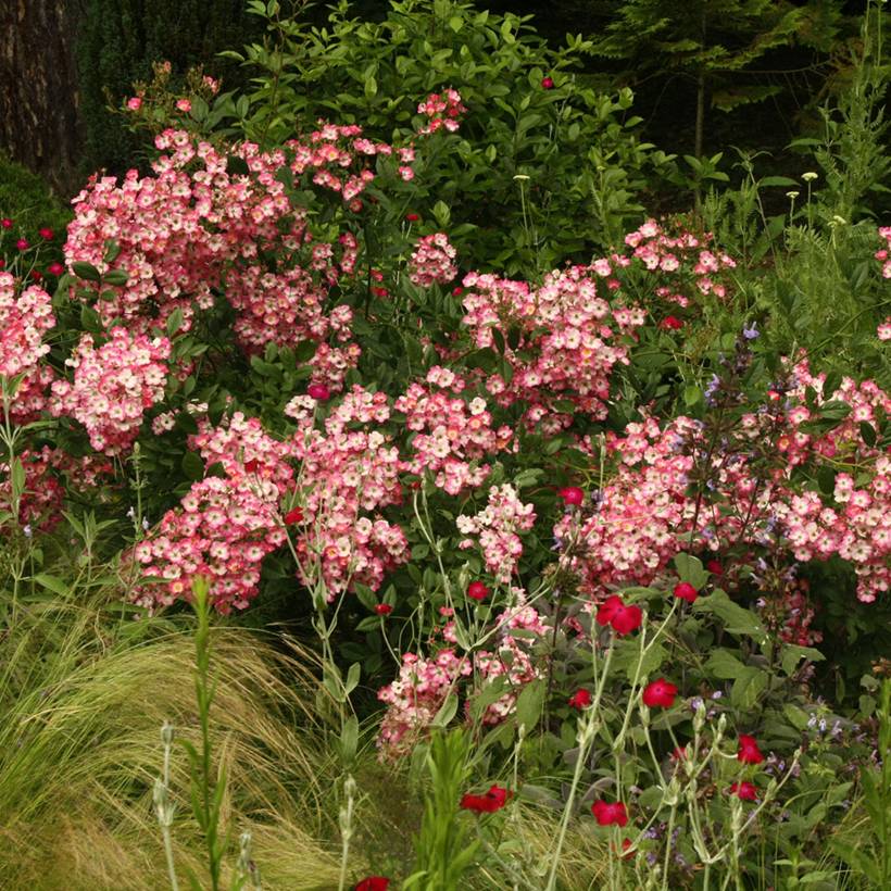 Promesse de Fleurs - Rosier ancien Mozart Pot de 3L/4L