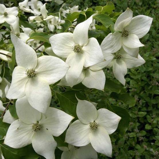 Promesse de Fleurs - Cornus kousa var. chinensis Great Star - Cornouiller à fleurs Pot de 7,5L/10L - Image 1