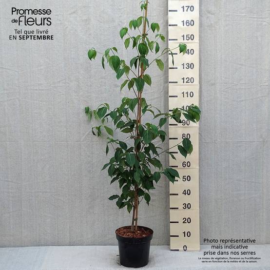 Promesse de Fleurs - Cornus kousa var. chinensis Great Star - Cornouiller à fleurs Pot de 7,5L/10L - Image 2