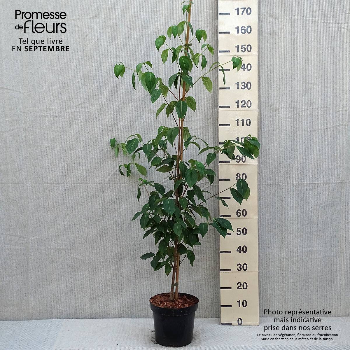 Promesse de Fleurs - Cornus kousa var. chinensis Great Star - Cornouiller à fleurs Pot de 7,5L/10L - Image 2