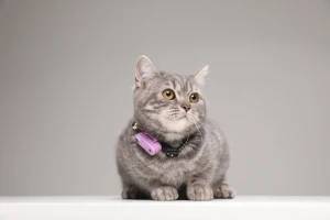 Mini Cat Tickless - Organ Purple - Image 3