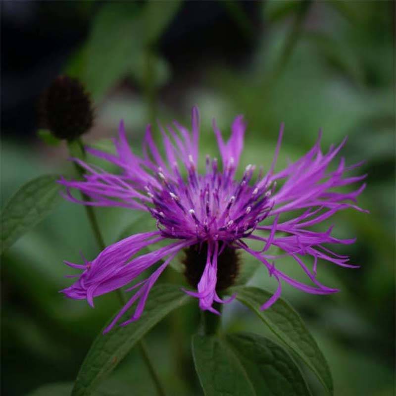 Centaurée Caramia - Centaurea (x) montana Godet de 8/9 cm