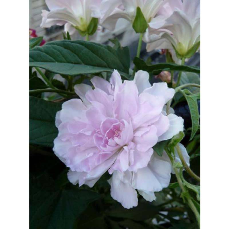 Promesse de Fleurs - Liseron du Japon grimpant Flore Pleno - Calystegia hederacea Pot de 2L/3L