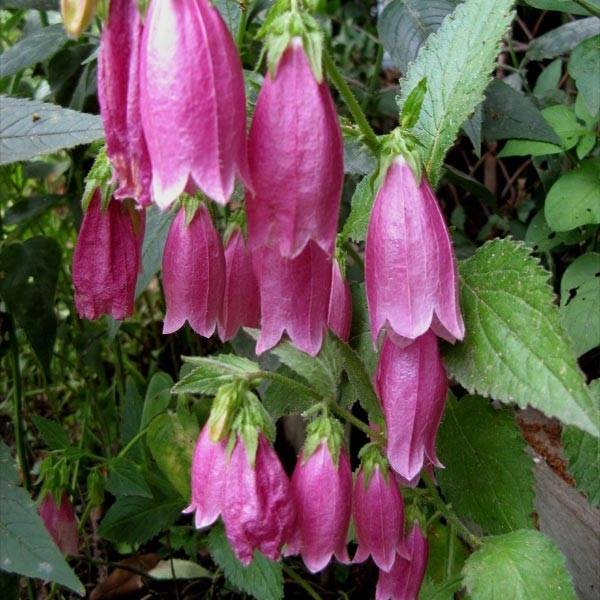 Promesse de Fleurs - Campanula punctata Rubriflora - Campanule ponctuée Godet de 8/9 cm