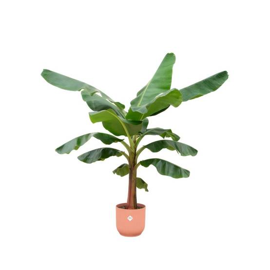Bananier Musa 150cm et son pot- La Green Touch Rose - Hauteur 150cm