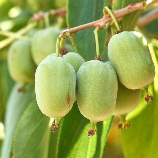 Promesse de Fleurs - Kiwi arguta Super Jumbo (femelle) - Kiwaï Pot de 1,5L/2L