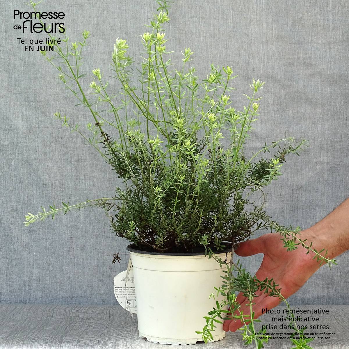 Promesse de Fleurs - Westringia fruticosa Blanc - Romarin d'Australie Pot de 2L/3L - Image 2