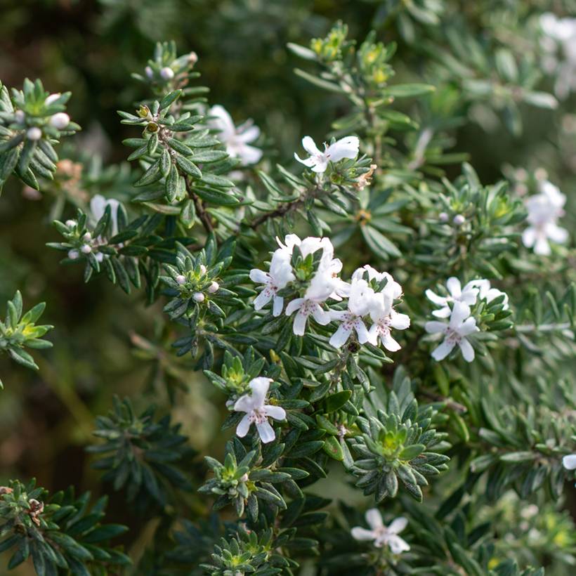 Promesse de Fleurs - Westringia fruticosa Blanc - Romarin d'Australie Pot de 2L/3L - Image 1