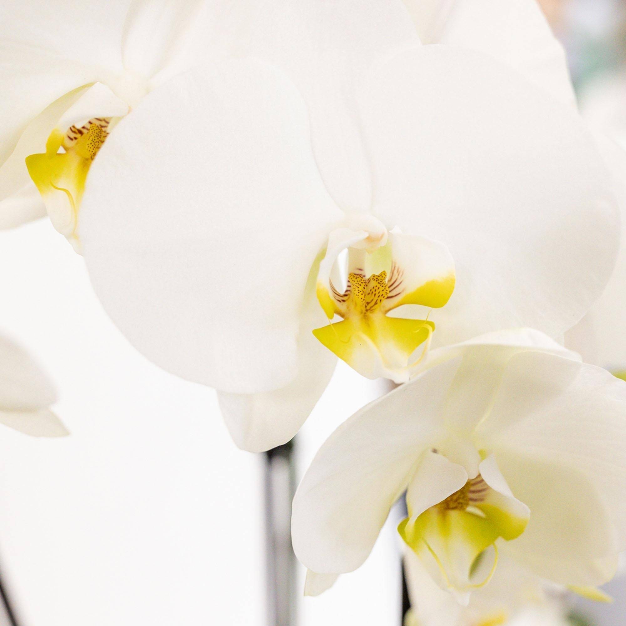 La Green Touch - Set 3 orchidées blanches et 3 Rhipsalis dans un panier en roseau avec réservoir d'eau- La Green Touch - Image 5