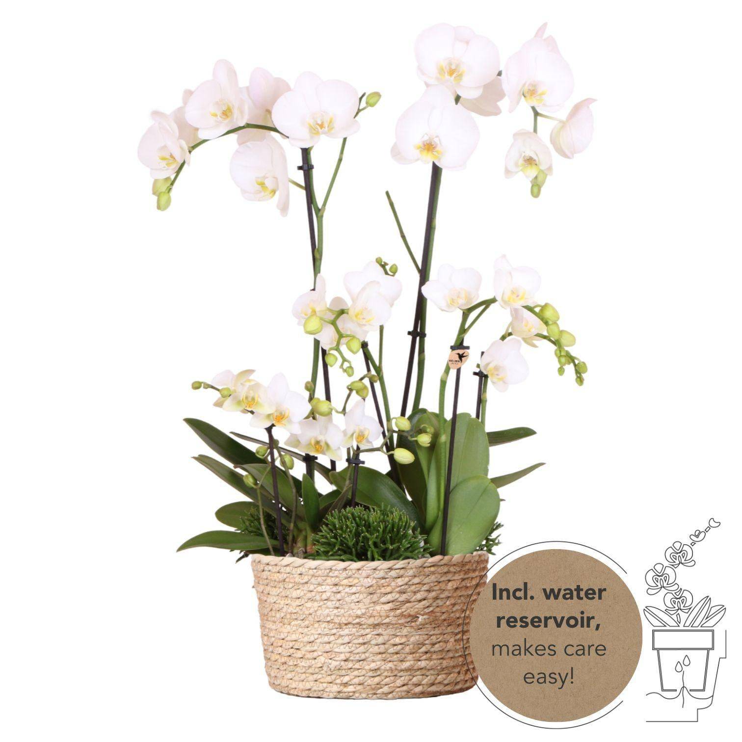 La Green Touch - Set 3 orchidées blanches et 3 Rhipsalis dans un panier en roseau avec réservoir d'eau- La Green Touch - Image 1