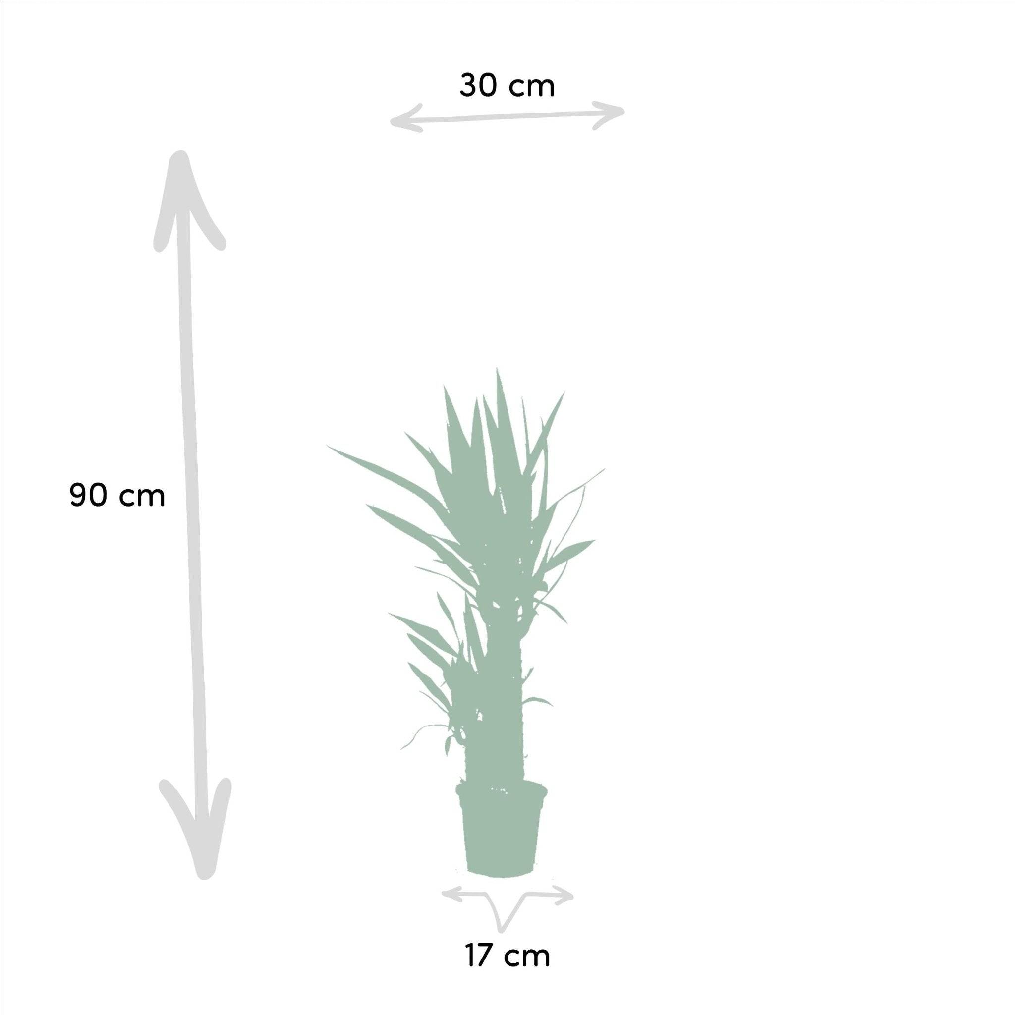 La Green Touch - Coffret Yucca - Lot de 2 plantes, h90cm 90cm - Plante d'intérieur- La Green Touch - Image 6