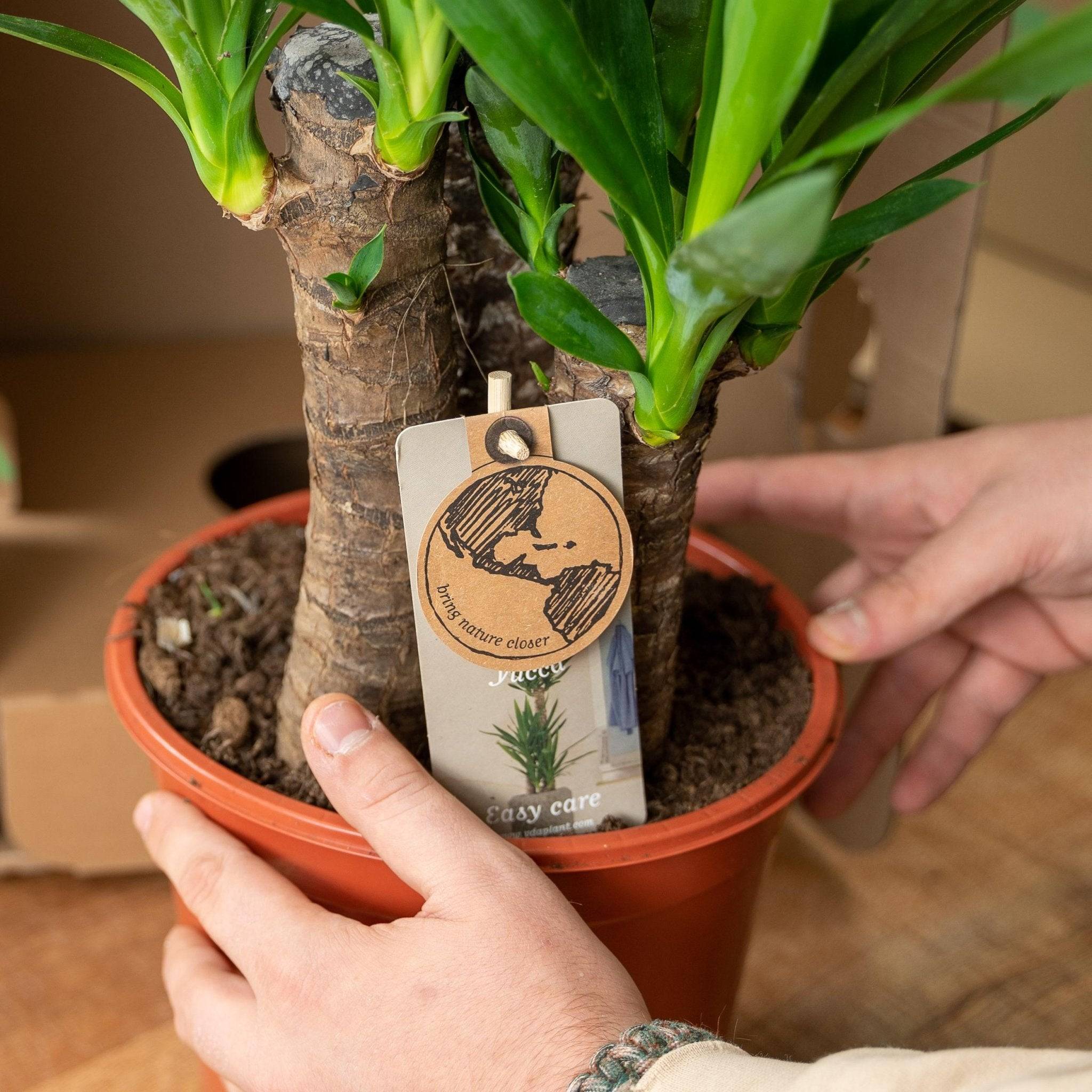 La Green Touch - Coffret Yucca - Lot de 2 plantes, h90cm 90cm - Plante d'intérieur- La Green Touch - Image 7