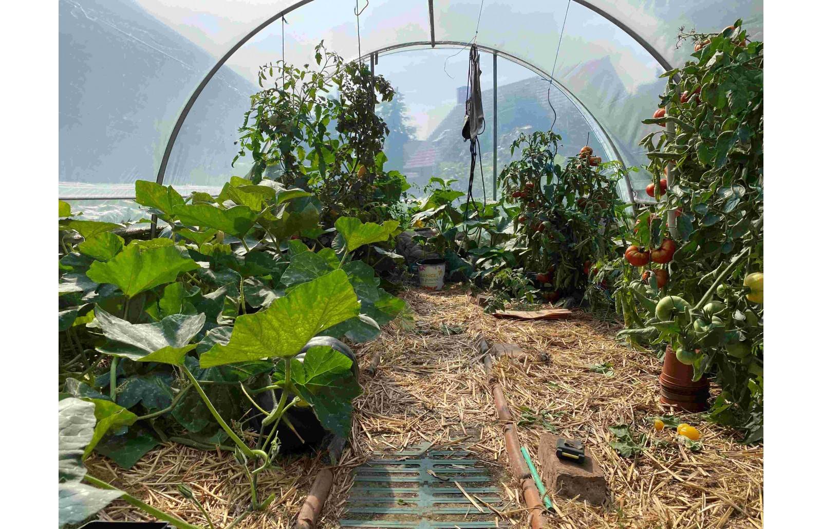 Serre tunnel de jardin - 22m² -  3,7 x 6 m - pieds arrondis - polyéthylène haute densité - aérations latérales - LES SERRES TONNEAU - Image 8