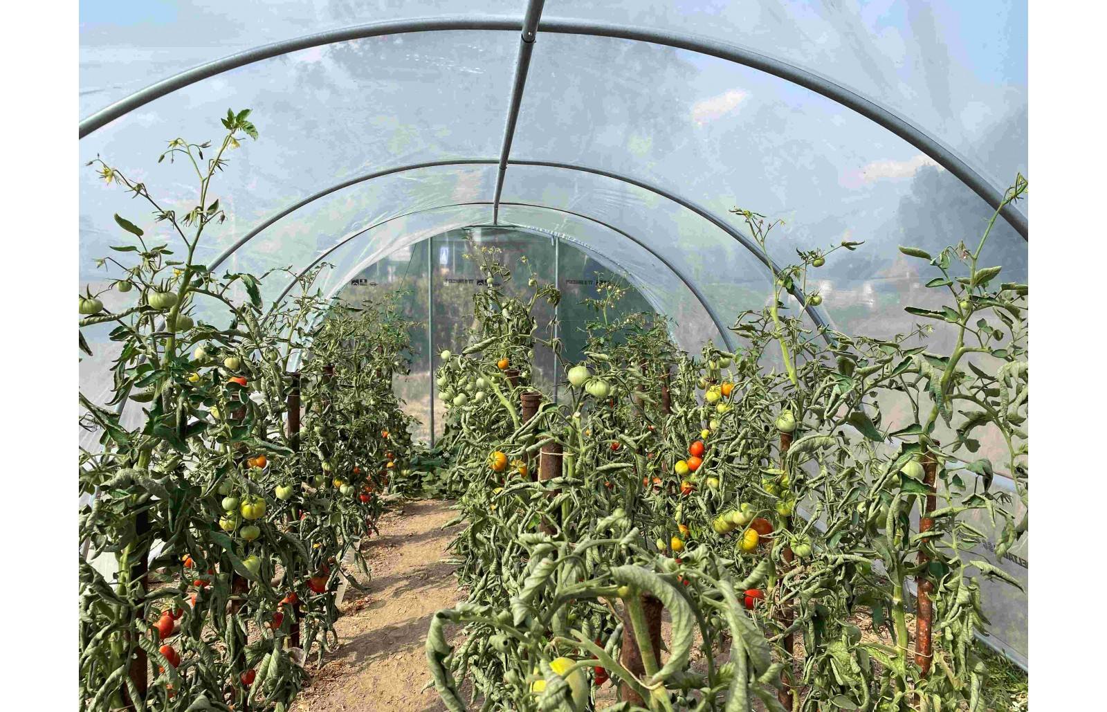 Serre tunnel de jardin - 22m² -  3,7 x 6 m - pieds arrondis - polyéthylène haute densité - aérations latérales - LES SERRES TONNEAU - Image 7
