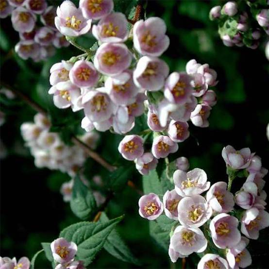 Promesse de Fleurs - Deutzia compacta Lavender Time - Deutzie Pot de 3L/4L - Image 1