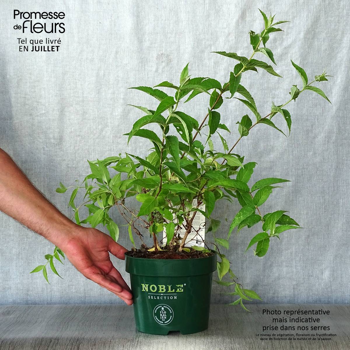 Promesse de Fleurs - Deutzia compacta Lavender Time - Deutzie Pot de 3L/4L - Image 2