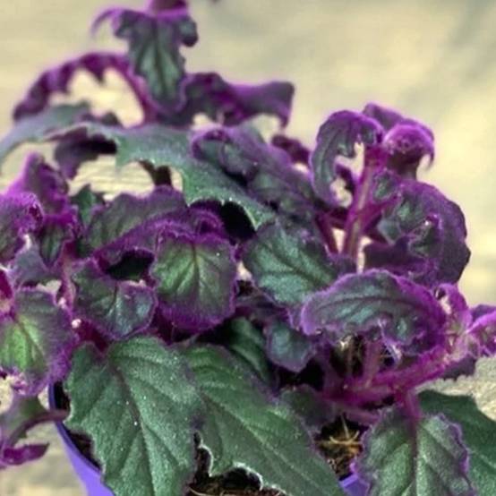 Gardenersdream - Plante Velours Gynura Purple Passion | Plante D'Intérieur Maison Bureau (En Pot 10-20 Cm) - GardenersDream - Image 3