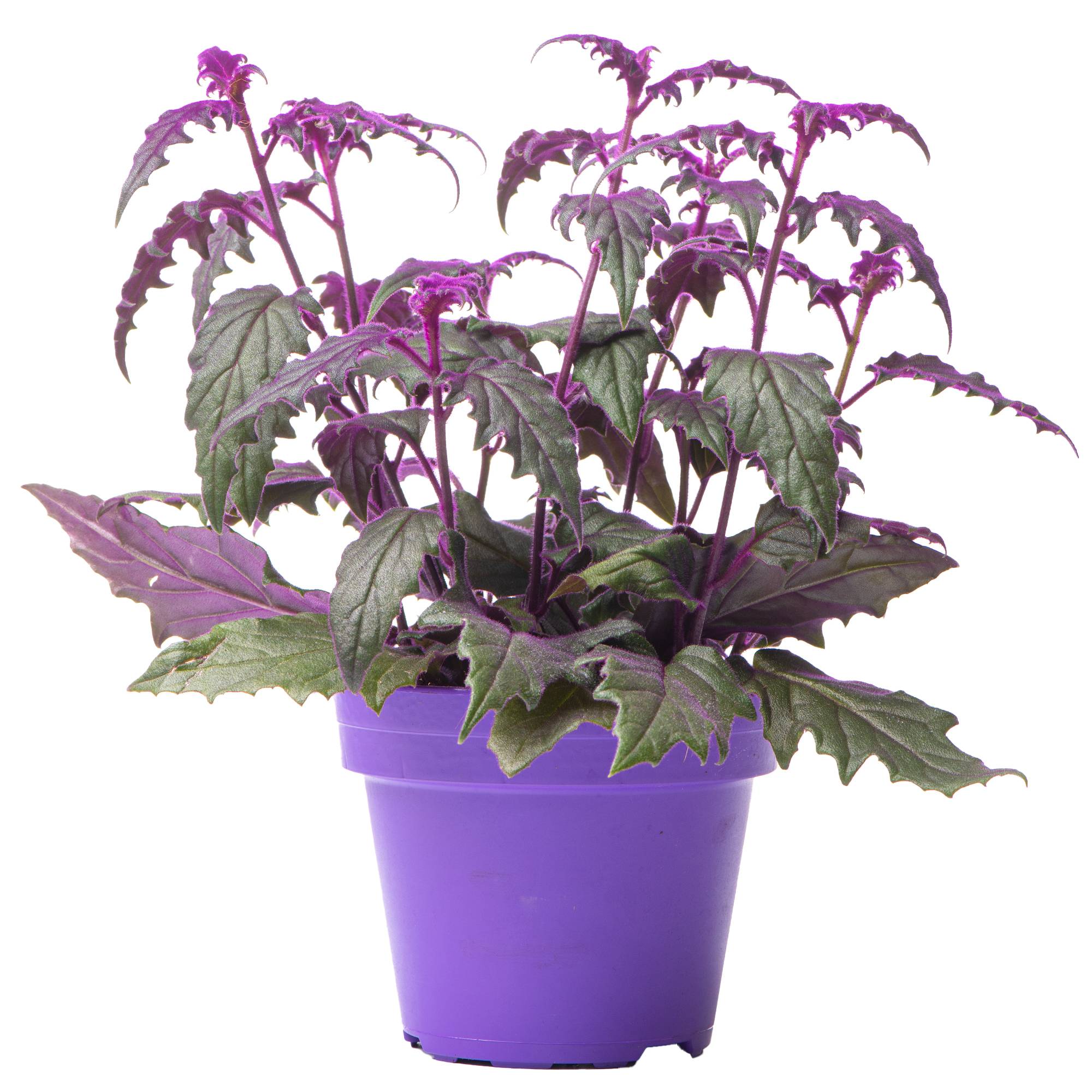 Gardenersdream - Plante Velours Gynura Purple Passion | Plante D'Intérieur Maison Bureau (En Pot 10-20 Cm) - GardenersDream - Image 1