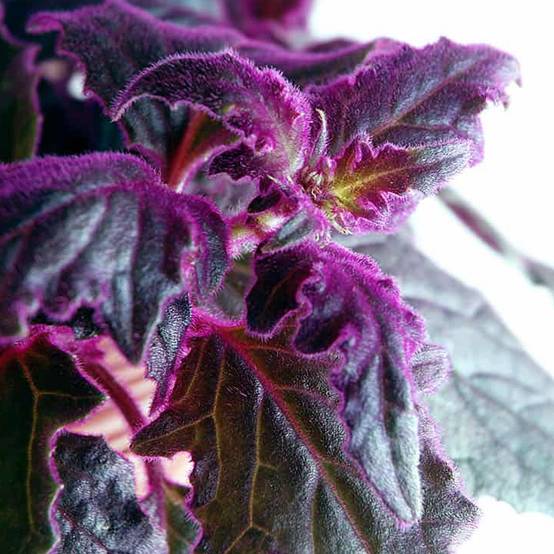 Gardenersdream - Plante Velours Gynura Purple Passion | Plante D'Intérieur Maison Bureau (En Pot 10-20 Cm) - GardenersDream - Image 2