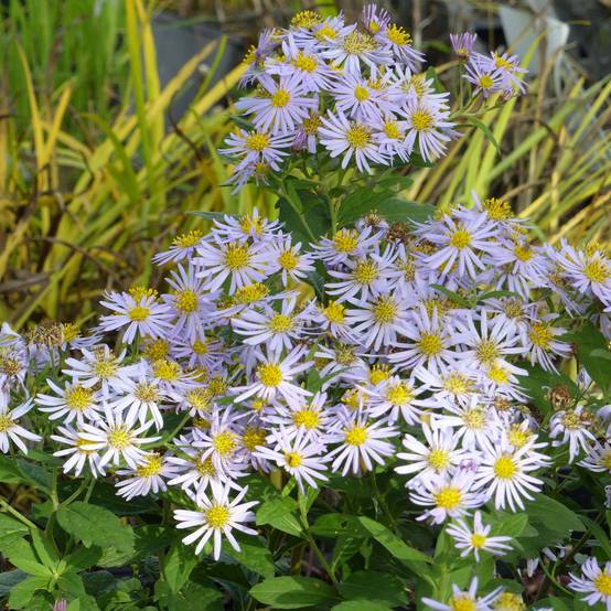Promesse de Fleurs - Aster ageratoides Asran - Aster grand d'automne Godet de 8/9 cm