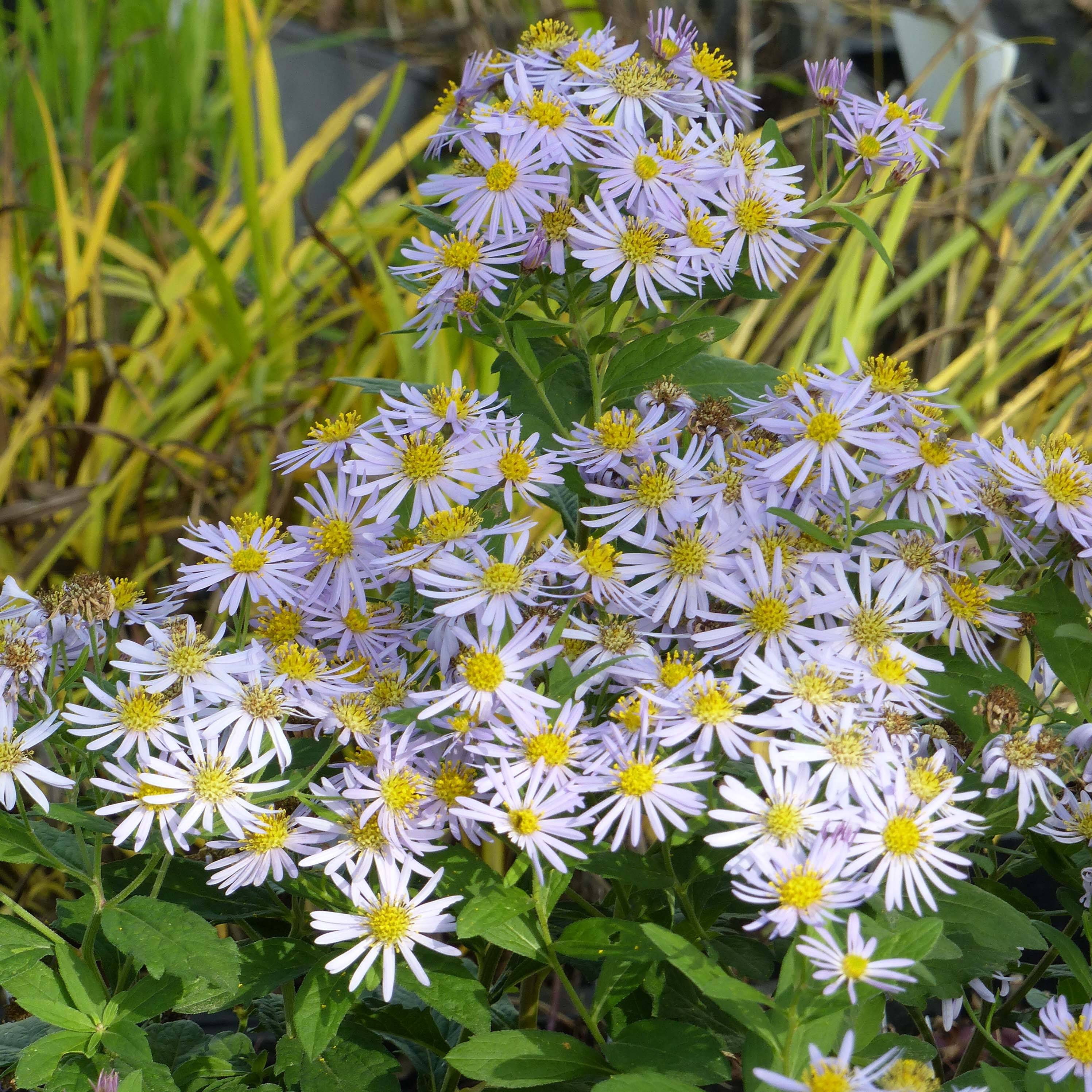 Promesse de Fleurs - Aster ageratoides Asran - Aster grand d'automne Godet de 8/9 cm