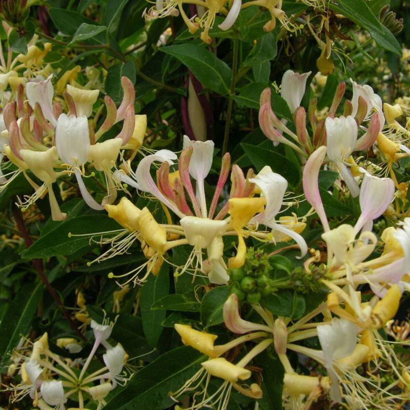 Chèvrefeuille CAPRILIA® Cream 'Inov 71' à fleurs Jaune - feuillage Caduc - Godet - 5/20 cm-  hauteur à maturité De 3,00 m à 5,00 m - Image 1
