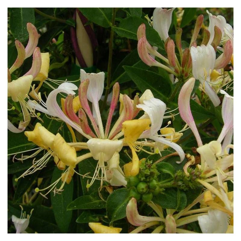 Chèvrefeuille CAPRILIA® Cream 'Inov 71' à fleurs Jaune - feuillage Caduc - Godet - 5/20 cm- hauteur à maturité De 3,00 m à 5,00 m - Image 6