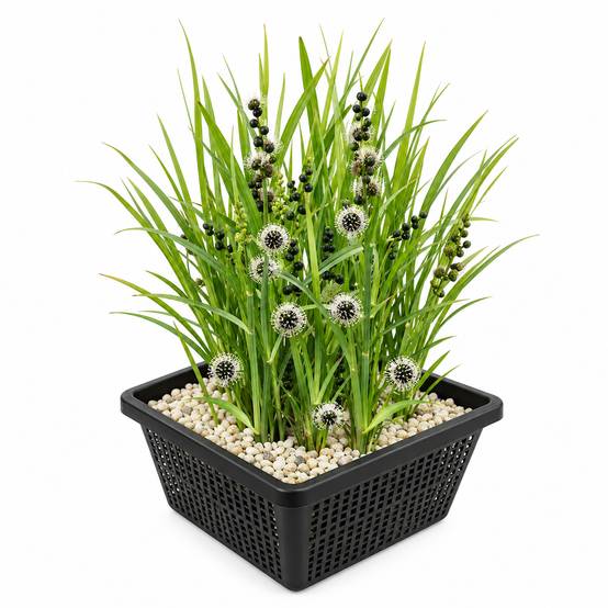 Rubanier - Sparganium erectum - Image 1