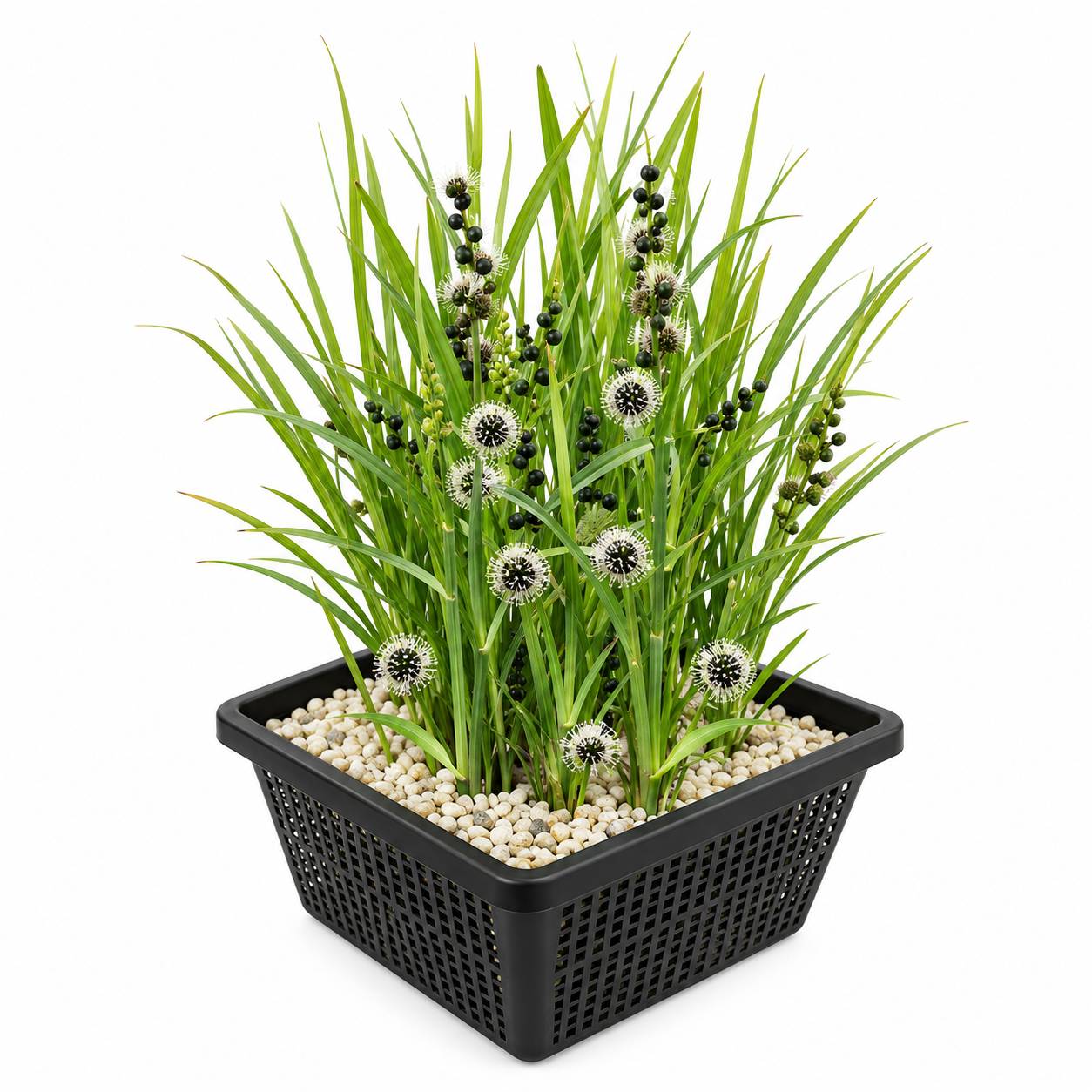 Rubanier - Sparganium erectum - Image 1