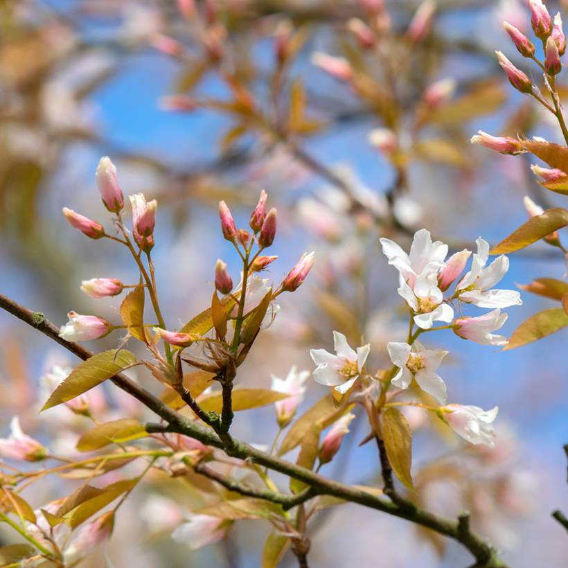 Amelanchier Ballerina Pot de 7,5L/10L