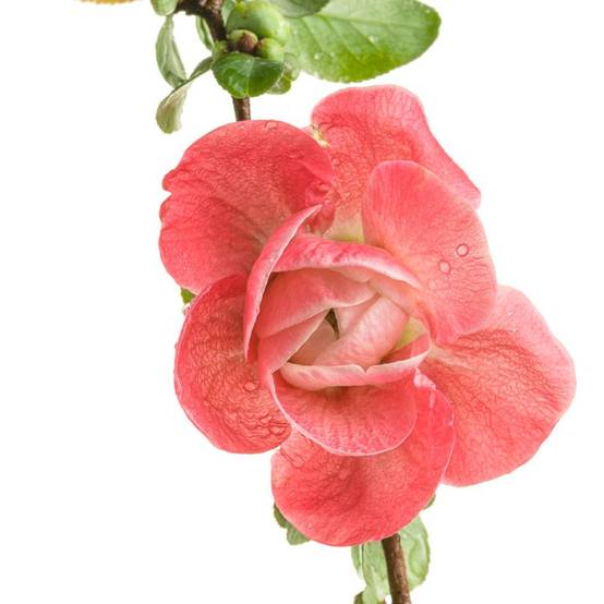 Cognassier du Japon Pink Storm®, Chaenomeles à fleurs Rose - feuillage Caduc - Pot de 3L - 20/40 cm- hauteur à maturité De 3,00 m à 5,00 m - Image 4