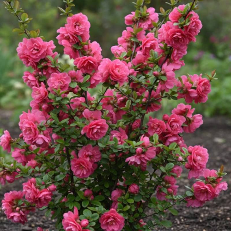 Cognassier du Japon Pink Storm®, Chaenomeles à fleurs Rose - feuillage Caduc - Pot de 3L - 20/40 cm- hauteur à maturité De 3,00 m à 5,00 m - Image 3