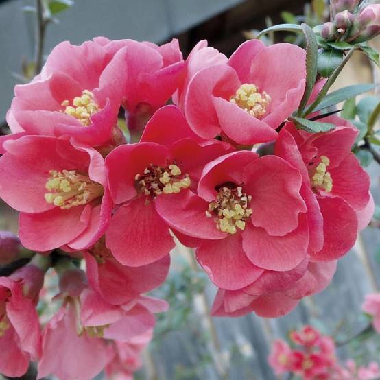 Cognassier du Japon Pink Storm®, Chaenomeles à fleurs Rose - feuillage Caduc - Pot de 3L - 20/40 cm- hauteur à maturité De 3,00 m à 5,00 m - Image 5