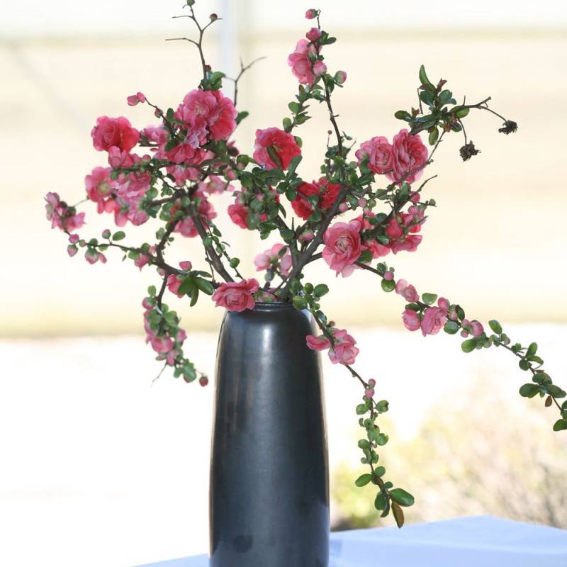 Cognassier du Japon Pink Storm®, Chaenomeles à fleurs Rose - feuillage Caduc - Pot de 3L - 20/40 cm-  hauteur à maturité De 3,00 m à 5,00 m
