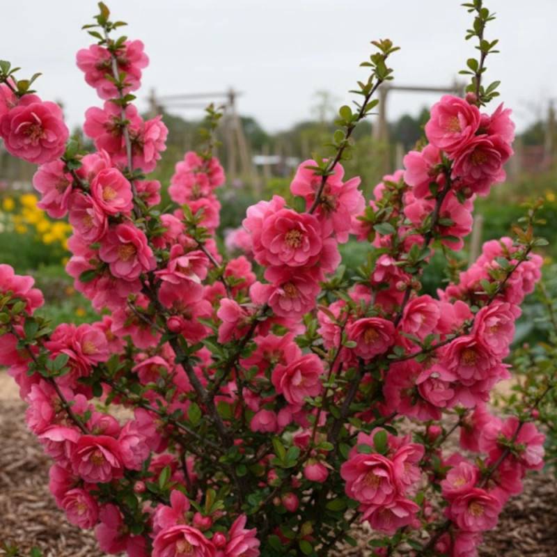 Cognassier du Japon Pink Storm®, Chaenomeles à fleurs Rose - feuillage Caduc - Pot de 3L - 20/40 cm-  hauteur à maturité De 3,00 m à 5,00 m - Image 2